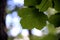 Green leaf in the foreground with shaded tree background