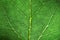 Green leaf fresh detailed rugged surface structure extreme macro closeup photo with midrib, leaf veins grooves biology background