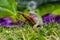 green leaf frog, posing among the banana leaf and grass