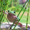 green leaf frog, posing among the water bamboo