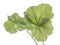 Green leaf geranium