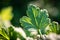 Green leaf of a gooseberry on a indistinct background