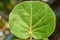 green leaf of grape plant