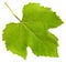 Green leaf of grape vine plant (Vitis vinifera)