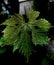 Green leaf of grapes on a dark background