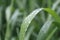 Green leaf of grass in the meadow with dew drops of rain close-up