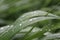 Green leaf of grass in the meadow with dew drops of rain close-up