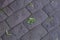 Green leaf on gray ground asphalt