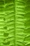 Green leaf. Green leaf of fern black background. Symbol Wildlife Ecology.