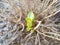 Green leaf growing on brown hydrangea plant