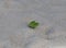 Green leaf grows on the sand.