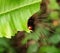 Green leaf with a hairy insect behind