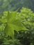 Green leaf with hanging raindrop macro on