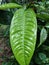 A green leaf that has just been drenched in rain.