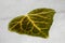 Green leaf in heart shape on white background macro fifty megapixels prints