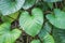 Green leaf heart shaped ,Homalomena rubescens isolated on white background