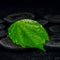 Green leaf hibiscus on zen basalt stones with drops in water, be