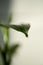 A green leaf of a houseplant in close-up.