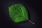 Green leaf Hydrangea on dark background