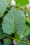 Green leaf of hydrangea shrub. Texture of leaf of hortensia flower plant