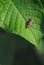 On green leaf insect beetle firefly on green background copy space