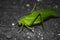 Green leaf insect on ground. Insects / Bugs - Leaf insect Phyllium bioculatum or Walking leaves. Macro image of a beautiful Leaf