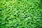 Green Leaf Ivy Vine Creeper plant climber background texture.