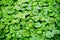 Green Leaf Ivy Vine Creeper plant climber background texture.