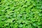 Green Leaf Ivy Vine Creeper plant climber background texture.