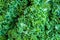 Green leaf kale