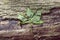 Green leaf and larval tunnels under tree bark, Little Carpathians, Slovakia