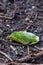 green leaf laying on the ground with water pooling on it