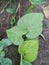 Green leaf and leaves natural photo, Green leaves very beautiful photo