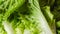 Green leaf lettuce close-up on white cutting board. Crisp fresh organic leaves of Romaine lettuce, woman hands