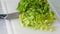 Green leaf lettuce close-up on white cutting board. Crisp fresh organic leaves of Romaine lettuce, woman hands