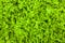 Green leaf lettuce texture