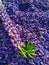 a green leaf lies on a set of purple Lupinus petals, illuminated by the evening sun. a lot of purple. natural purple hue.