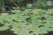 green leaf lily water lotus pond in garden