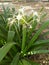 Green leaf long plant.White flower.