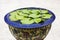 Green leaf lotus in glazed water jar with dragon patterns