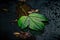 Green leaf lying in a rain puddle. Created with Generative AI