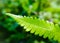 Green leaf macro photography close up macro Extreme