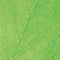 Green Leaf Macro Textured Closeup Large Detailed Abstract Background Texture Pattern Detail