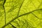 Green leaf with macro venation