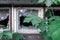 Green leaf of maple tree covering small broken window with red frame and window shades torn apart. Detail of an old abandoned