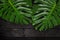 Green leaf Monstera on black wood table, Tropical plant.