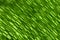 Green leaf mosaic pattern background Calathea mosaica