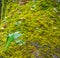 Green leaf on the mossy rock in the forest