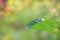 green leaf  Mulberry fruits on bokeh background, ..Mulberry with very useful for the treatment and protect of various diseases