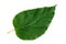 Green leaf mulberry on white background